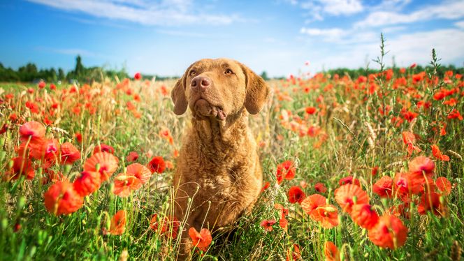 Chesapeake Bay Retriever