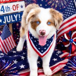 Cal - Red merle male Miniature American Shepherd puppy in Covington County, Alabama from Sweetbay Aussies/ Miniature American Shepherds