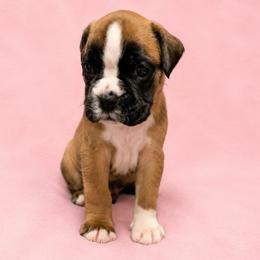 Clover - Fawn female Boxer puppy in Leland, North Carolina from Ocean Breeze Boxers
