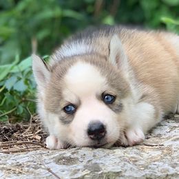 Siberian Husky Puppies from Mill Creek Siberian Huskies
