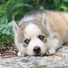 Siberian Husky Puppies from Mill Creek Siberian Huskies