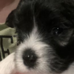 Havanese from Honey-Bee Home Havanese