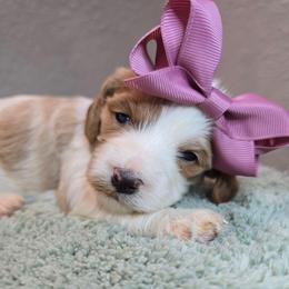 Hestia - Blenheim female Cavapoo puppy in Roseville, California from Heavenly Goldendoodles