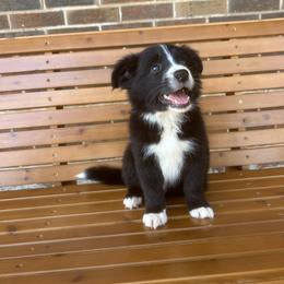 Border Collie Puppies from SoCal/Promise Land Border Collies