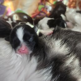 Boy Two - Black and white male Shih Tzu puppy in New Bern, North Carolina from Kuddly Creatures