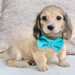 Luke - Cream male Dachshund puppy in Laurel, Mississippi from Kissinger Dachshunds