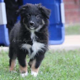 Australian Shepherd Puppies from Rockin Rafter L Aussies