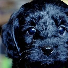 Labradoodles from Hillsborough Happy Tails