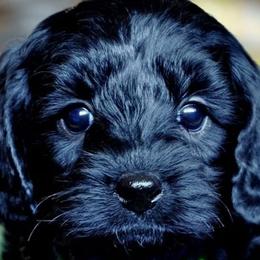 Labradoodles from Hillsborough Happy Tails