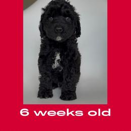 Ross - red collar - Black male Labradoodle puppy in Beavercreek, Oregon from Auburn Sky Labradoodles
