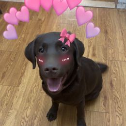 Labrador Retriever Puppies from Rose Gold Retrievers