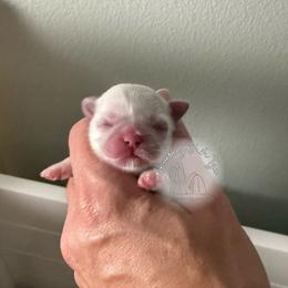 AKC female- CORAL - Red and white female Shih Tzu puppy in Moses Lake, Washington from Shurbeez Shih Tzu