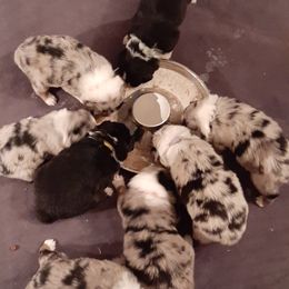 Australian Shepherd Puppies from AJD Aussies