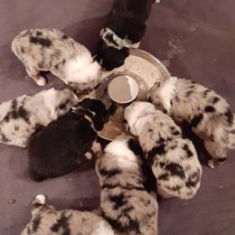 Australian Shepherd Puppies from AJD Aussies