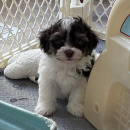 Boy 3 - Chocolate male Havanese puppy in East Lansing, Michigan from VanCort's Happy Havanese