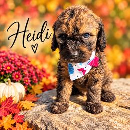 Heidi - Brown female Whoodle puppy in Knoxville, Tennessee from Fleury Farm Doodles TN