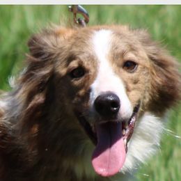 Brindlena - Border Collie