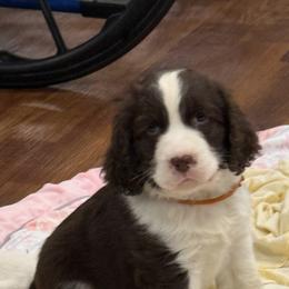Simon - Liver and white male English Springer Spaniel puppy in Cookeville, Tennessee from AVE Springer Spaniels
