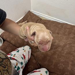 Ross - Golden male Golden Retriever puppy in Spur, Texas from Adams Puppies