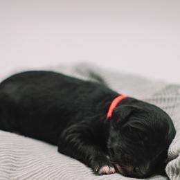Red Boy F1B Mini Goldendoodle - Black male Goldendoodle puppy in Mckinney, Texas from Doodles of North Tx