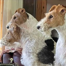Wire Fox Terriers from Michelle's Wire Fox Terriers