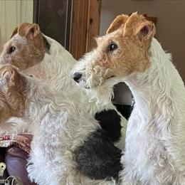 Wire Fox Terriers from Michelle's Wire Fox Terriers