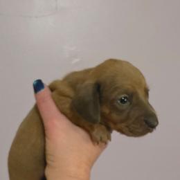 Boy 1 - Red male Dachshund puppy in Manchester, New Hampshire from 603 Wiener Wonders