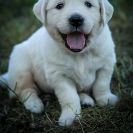 Raspberry Ripple - Collar Red - Light golden female Golden Retriever puppy in Scio, Oregon from Webb's Wold Kennels