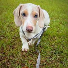 Ollie - Fawn (Isabella) male Dachshund puppy in Lumber City, Georgia from Willow Run Dachshund’s