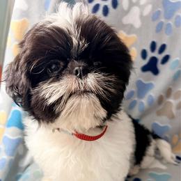 Ricky - Black and white male Shih Tzu puppy in Hemet, California from Aloha Shih Tzu
