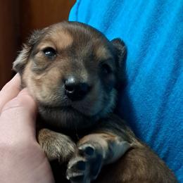 Shaded red boy - Red male Dachshund puppy in Springdale, Washington from TNT MINI DACHSHUNDS