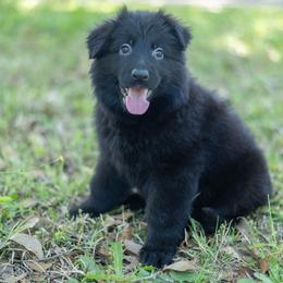 German Shepherd Puppies from Vom Hausgladfel