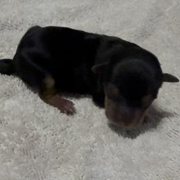 Nugget - Black and tan male Yorkshire Terrier puppy in Houston, Texas from Little things