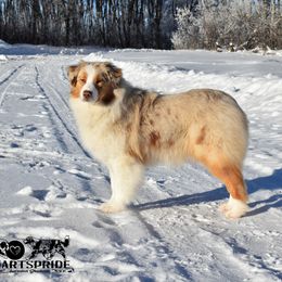 Secret - Australian Shepherd