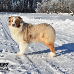 Secret - Australian Shepherd