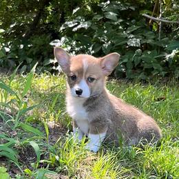 Lola - Red female Pembroke Welsh Corgi puppy in Hope, Arkansas from Foxy Knoll Farm