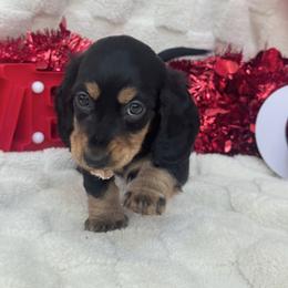 Rudolf - Black and tan male Dachshund puppy in Murrieta, California from Dash of Love