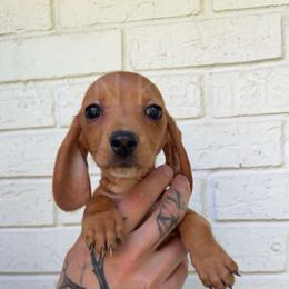 Girl 1 - Red Dapple (hidden) - Dapple female Dachshund puppy in Brandon, Mississippi from A & N Kennels