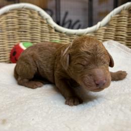 Boy 4 - male Goldendoodle puppy in Clermont, Florida from Da Ruba Doodles