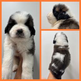 Orange - Mahogany and white male Saint Bernard puppy in Ladysmith, Wisconsin from Northwoods Saint Bernards