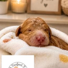 Einstein - Apricot male Goldendoodle puppy in Lake Charles, Louisiana from Perfect Fit Poodles & Doodles