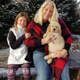 Golden Retriever Puppies from SUN-GOLDEN KENNELS