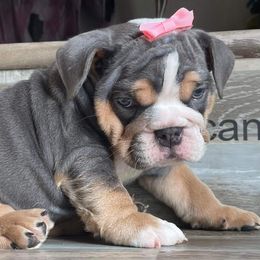 Bulldog Puppies from Precious paws bulldogs
