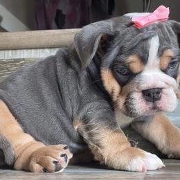 Bulldog Puppies from Precious paws bulldogs