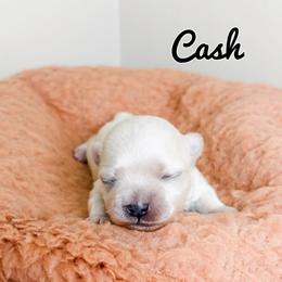 Cash - White male Maltese puppy in Morehead, Kentucky from Paw Perfect Pets