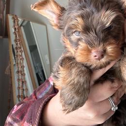 Choc 1 - Chocolate and tan male Yorkshire Terrier puppy in Sterling, Colorado from Yorkies