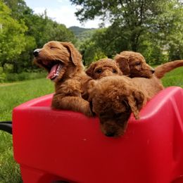 Goldendoodle Puppies from Wisconsin Doodle Dog (of La Crosse)