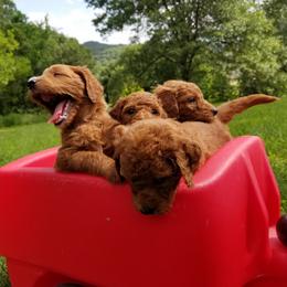 Goldendoodle Puppies from Wisconsin Doodle Dog (of La Crosse)