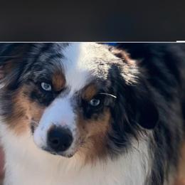 Sterling - Blue merle female Miniature Australian Shepherd puppy in Norco, California from Joyfulpuppies