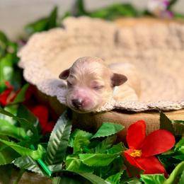 Betty (light blue) - Apricot female Goldendoodle puppy in Haltom City, Texas from Ohana Doodles